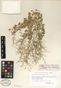 Herbarium Sheet of 